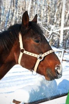 Horse Stock Photos