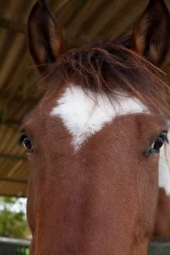 Horse Stock Photos