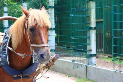 Horse Stock Photos