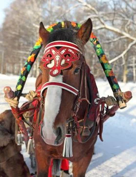 Horse Stock Photos