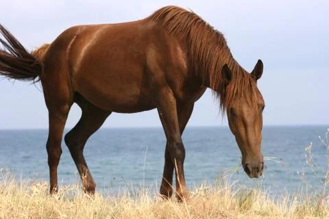 Horse Stock Photos