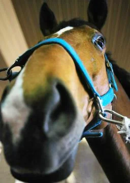 Horse Stock Photos