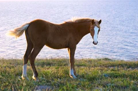 Horse Foto stock