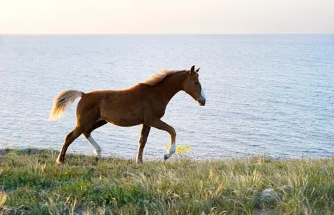 Horse Stock Photos