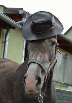 Horse Foto stock