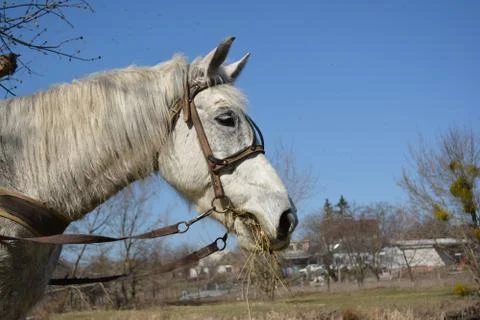 Horse Stock Photos