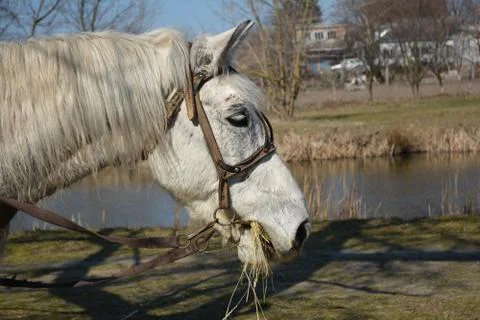 Horse Stock Photos