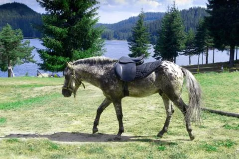 Horse Stock Photos