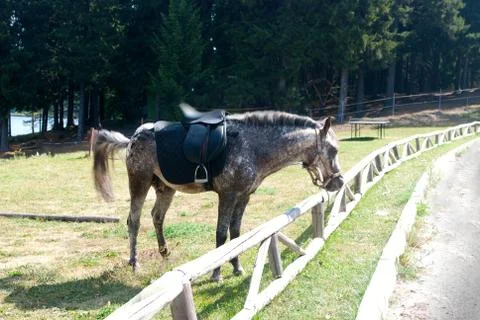 Horse Stock Photos