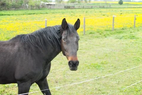 Horse Stock Photos