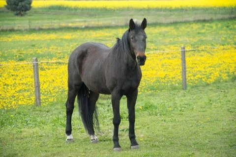Horse Stock Photos