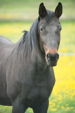 Horse Foto stock