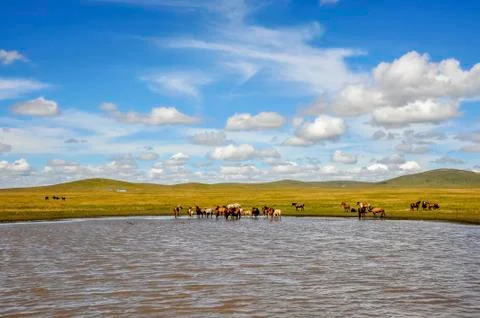 Horse Stockfoto's