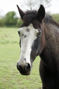 Horse Stock Photos