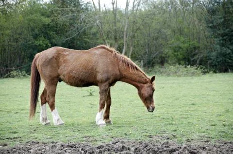 Horse Stock Photos