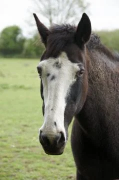 Horse Stock Photos