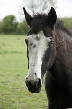 Horse Stock Photos