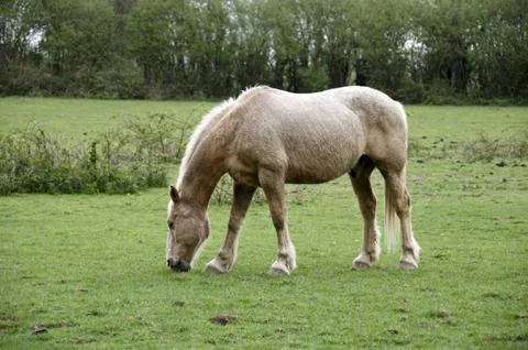 Horse Stock Photos
