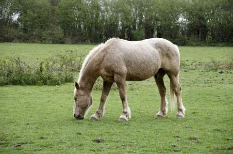 Horse Stock Photos