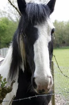 Horse Stock Photos