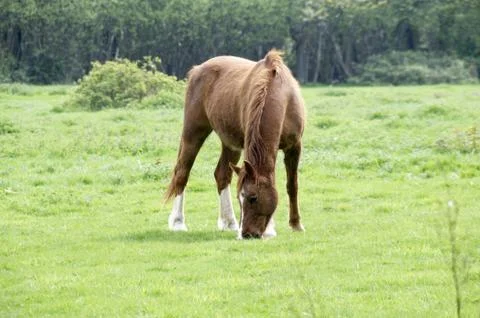Horse Stock Photos
