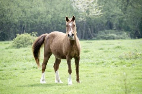 Horse Stock Photos