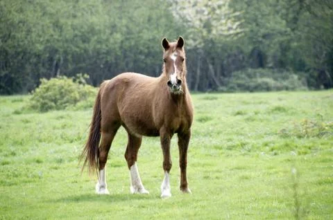 Horse Stock Photos