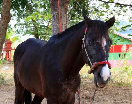 Horse Stock Photos
