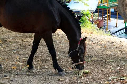 Horse Stock Photos