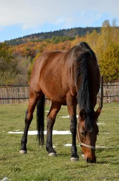 Horse Stock Photos