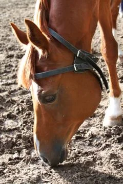Horse Stock Photos