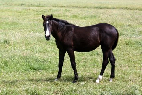 Horse 스톡 사진