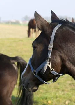 Horse Stock Photos