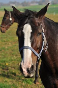 Horse Stock Photos