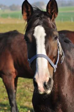 Horse Stock Photos