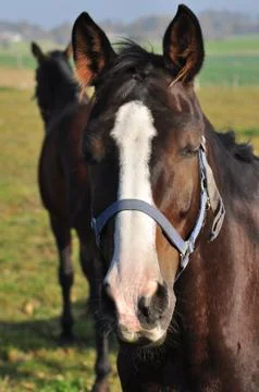 Horse Stock Photos