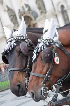 Horse Stock Photos