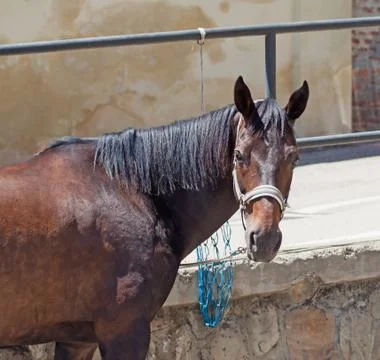 Horse Foto stock