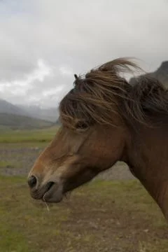 Horse Stock Photos