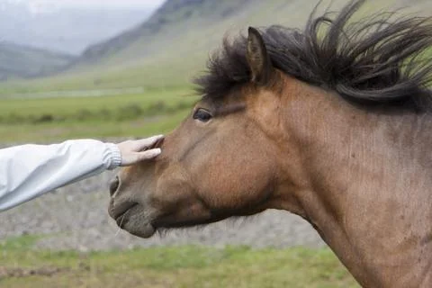 Horse Stock Photos