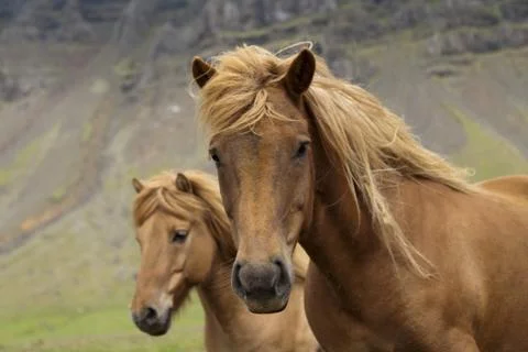 Horse Stock Photos