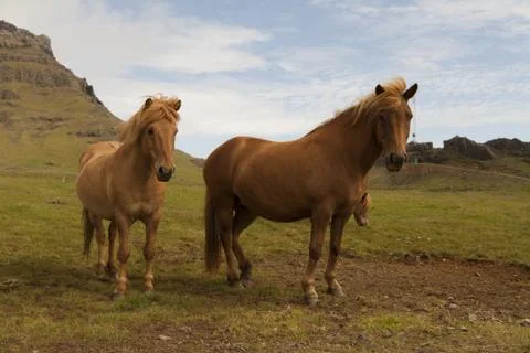 Horse Stock Photos