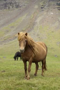 Horse Stock Photos