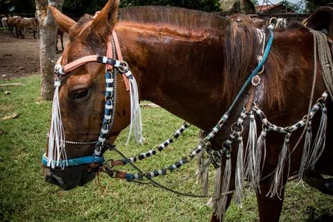 Horse Stock Photos