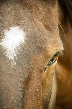 Horse Stock Photos