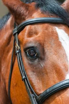 Horse Stock Photos