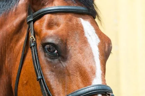 Horse Stock Photos