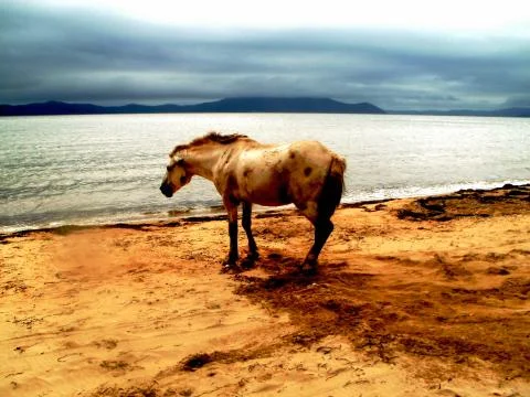 Horse Stock Photos