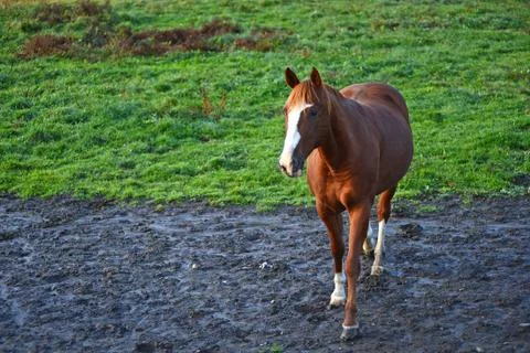 Horse Stock Photos