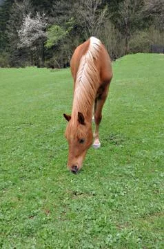 Horse Stock Photos
